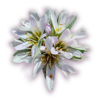 fleur-det
